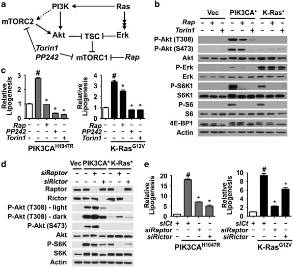 Oncogenic PI3K & K-Ras Drive Lipid Synthesis via mTORC1 and SREBP